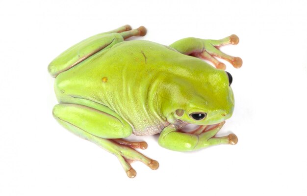 Grüner Laubfrosch