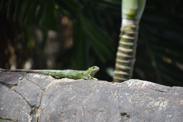 Grüner Leguan mit Spitzen auf dem Rücken