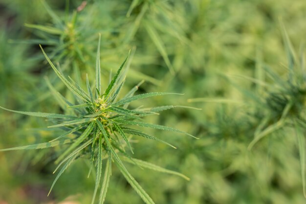 Grüner Marihuana-Hintergrund.