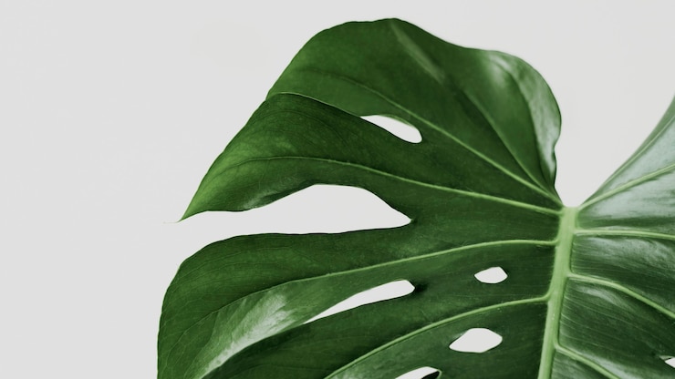 Kostenlose Foto grüner monstera-blatthintergrund mit designraum