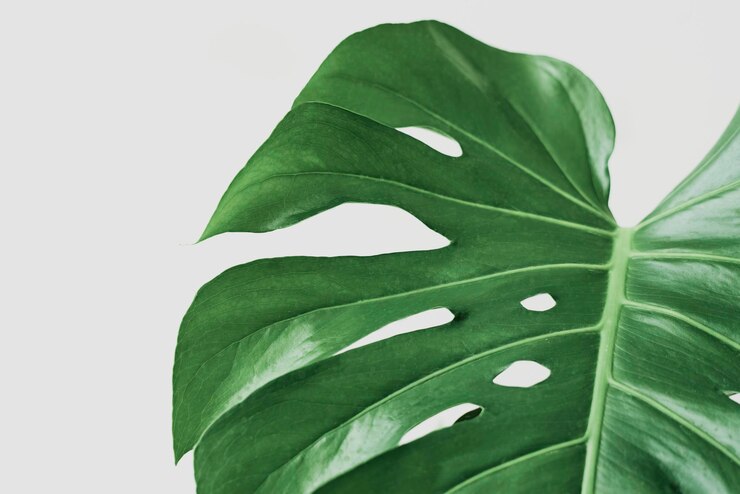 Kostenlose Foto grüner monstera-blatthintergrund mit designraum