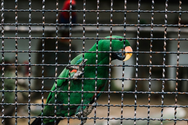 Grüner Papagei, der auf einem Metallzaun umklammert