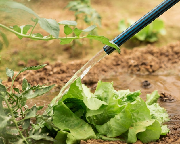 Grüner Salat mit Schlauchbewässerung