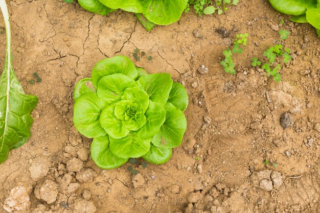 Grüner Salat