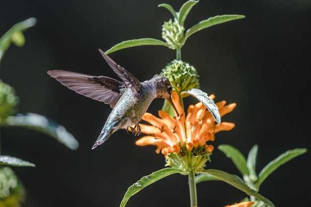 Grüner und grauer Kolibri, der über gelbe Blumen fliegt