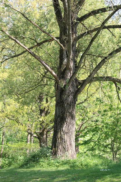 Grüner Wald mit hohen Bäumen während des Tages