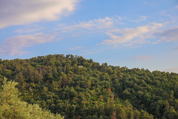 Grüner Wald und der blaue Sonnenunterganghimmel an der Skiathos-Insel in Griechenland