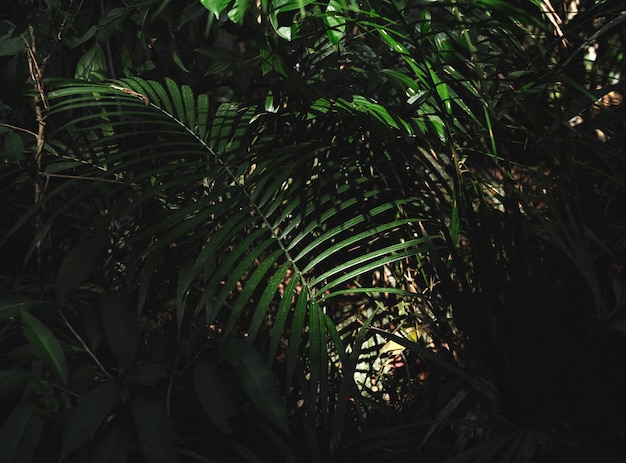 Grüner Walddschungel mit Palmblättern