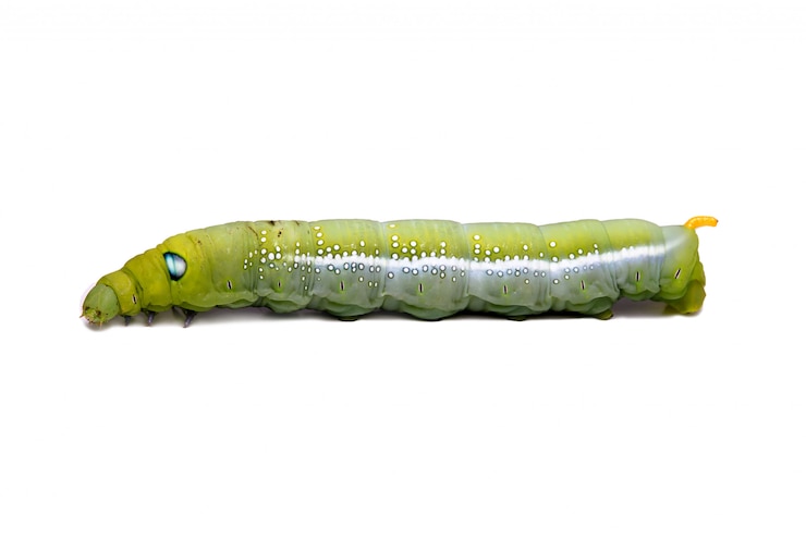 Kostenlose Foto grüner wurm