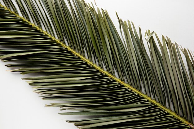 Grünes Blatt der Draufsicht auf weißem Hintergrund