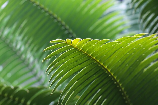 Grünes Blatt einer tropischen Pflanze