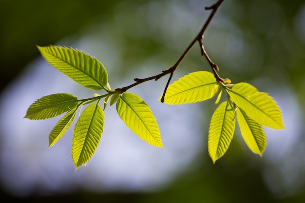 Grünes Blatt mit Wassertropfen auf schwarzem Hintergrund