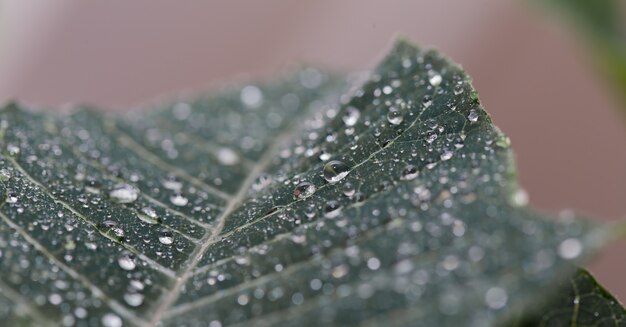 Grünes Blatt schließen mit Wassertropfen