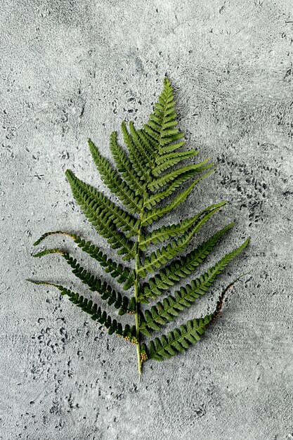 Grünes Blatt von Farn auf konkreten Hintergrund