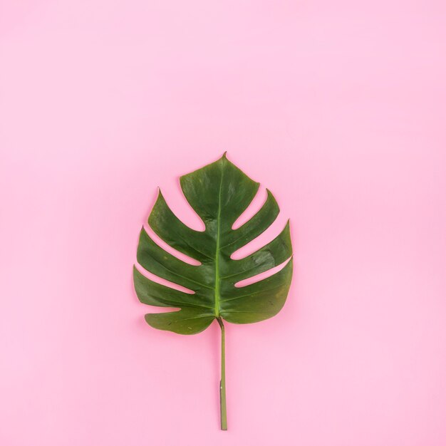 Grünes Blatt von Monstera