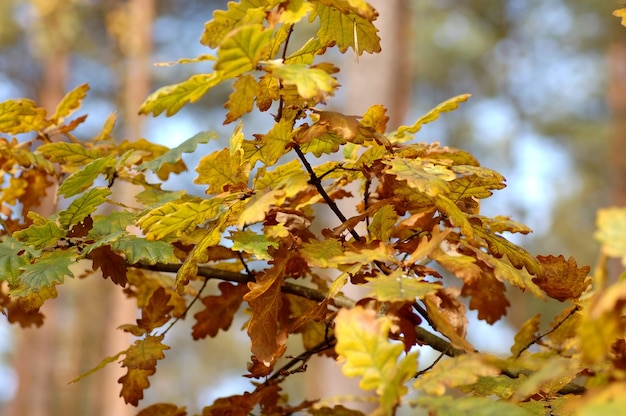 Grünes Blatt