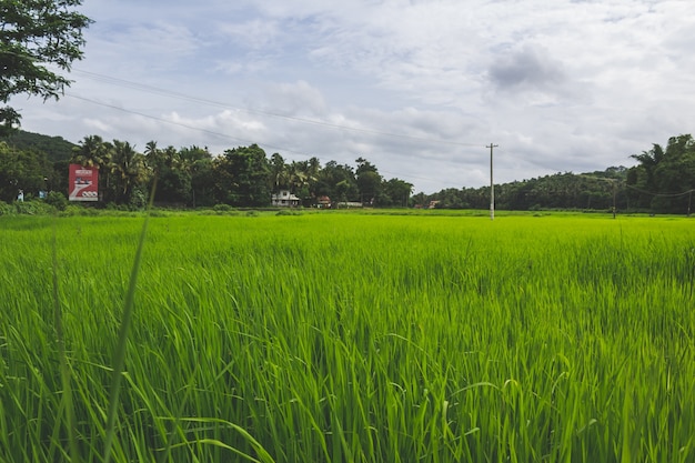 Grünes Feld mit Bäumen im Hintergrund