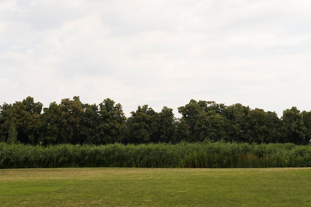 Grünes Feld mit jungem Baumwald