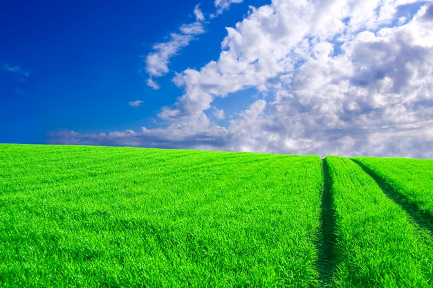 Grünes Feld mit Reifenspuren und Wolken