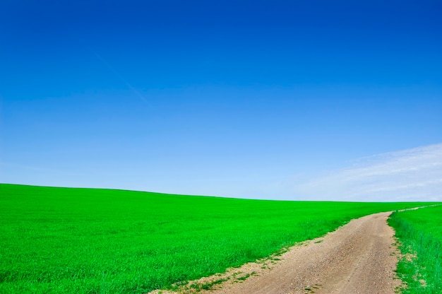 Grünes Feld mit Schmutz Weg