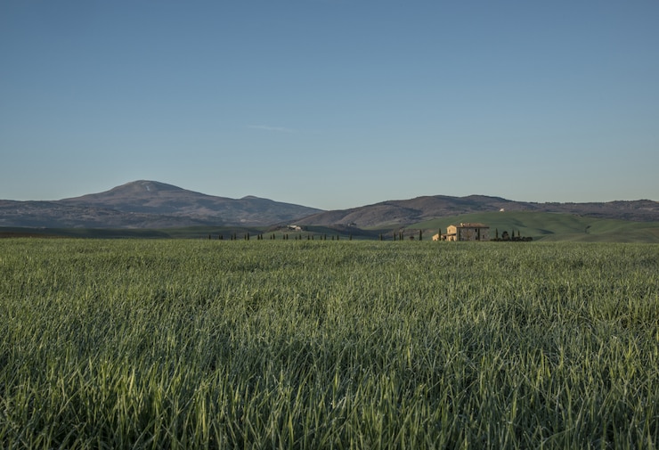Kostenlose Foto grünes feld
