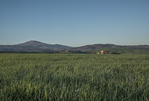 Grünes Feld