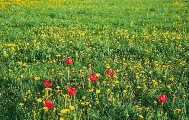 Grünes Gras blühendes Wildfeld oder Ackerland Erholungsfelder Natürliche grüne Landschaft Pflanzen Ökologie und Pflege der Natur Idee einer frischen Tapete als Hintergrund