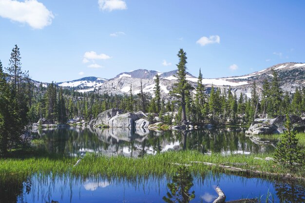 Grünes Gras, das im Wasser mit Bäumen und Bergen nahe Lake Tahoe, CA wächst