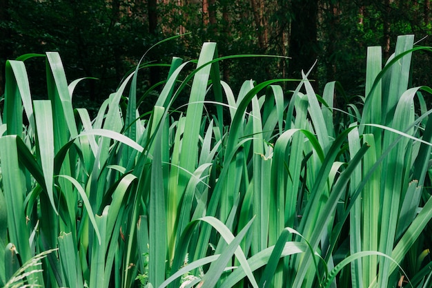 Grünes Gras, das tagsüber im Garten wächst