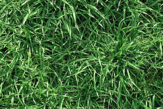 Grünes Gras, Draufsicht, Textur für Hintergrund oder Tapete. Grüner Rasen, Muster und Texturhintergrund für Text oder Werbung. Gras mit Tautropfen.