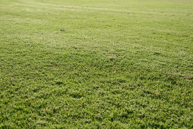 Grünes Gras Hintergrund