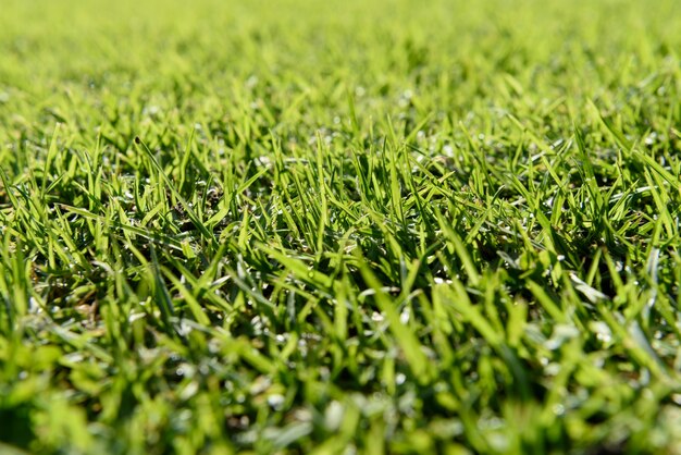 Grünes Gras Hintergrund