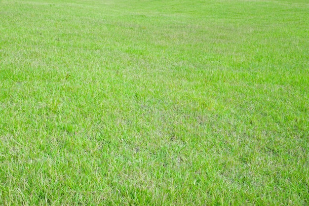 Grünes Gras Oberfläche