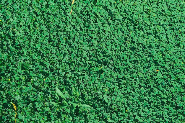 Kostenloses Foto grünes gras textur hintergrund grüner hinterhof rasen für hintergrund gras textur grüner rasen desktop-bild oder park-rasen-textur
