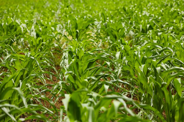 Grünes mais-landwirtschaftsfeld in indien