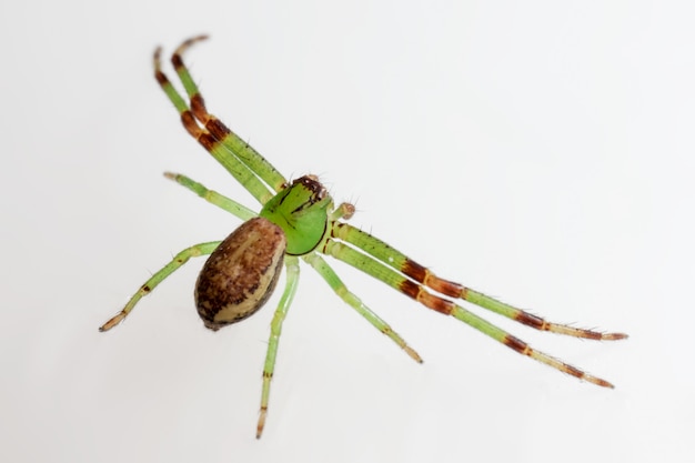 Grünes und braunes Insekt mit langen Beinen