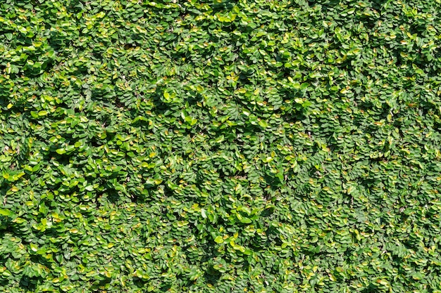 Grünpflanzebaumwand-Hintergrundbeschaffenheit