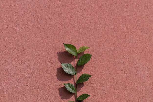 Grünpflanzenzweig auf einer bemalten Backsteinmauer im Hintergrund mit natürlichem Licht