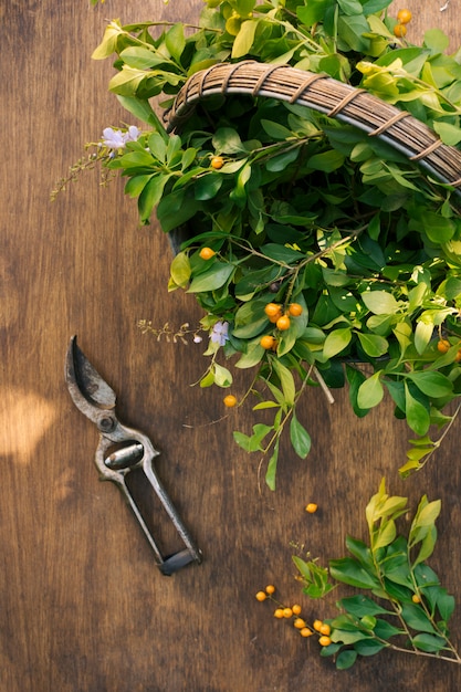 Kostenloses Foto grünpflanzezweige im korb in der nähe von gartenschere