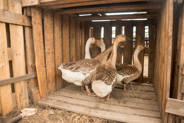 Gruppe Gänse auf einem Bauernhof