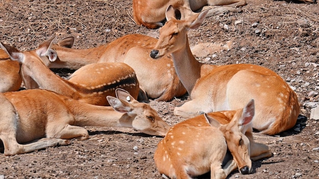 Kostenloses Foto gruppe gefleckter hirsche im zoo