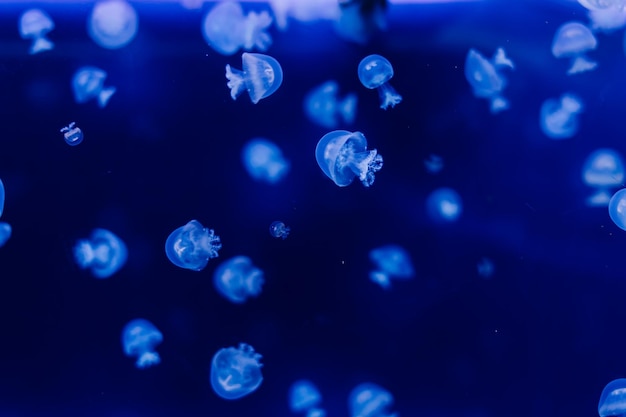 Gruppe hellblauer quallen, die im aquarium schwimmen