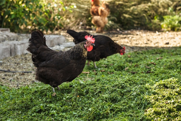 Gruppe Hühner am Bauernhofessen