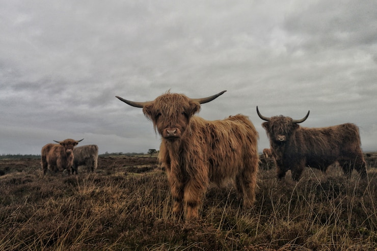 Kostenlose Foto gruppe langhaariger hochlandrinder mit einem wolkigen grauen himmel