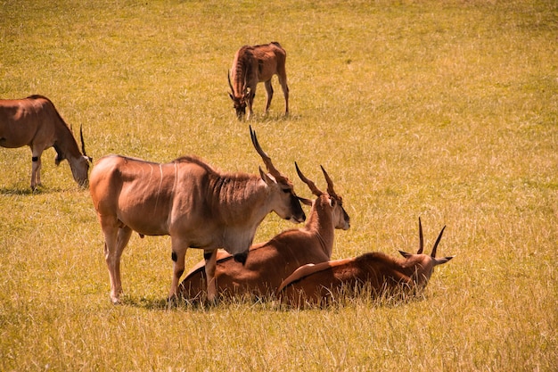 Kostenloses Foto gruppe riesige elandantilopen, die in einem feld stillstehen