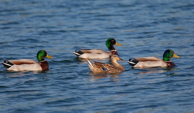 Gruppe Stockenten, die während des Tageslichts in einem Teich schwimmen