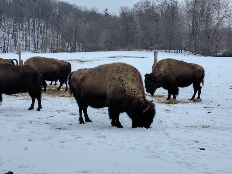 Kostenlose Foto gruppe von bisons, die auf schneebedecktem boden mit blattlosen bäumen räumen und grasen
