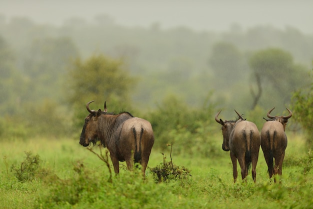 Gruppe von drei Gnus, die auf dem grasbedeckten Feld im afrikanischen Dschungel grasen