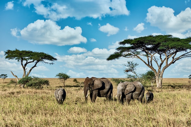 Gruppe von Elefanten, die auf dem trockenen Gras in der Wildnis gehen