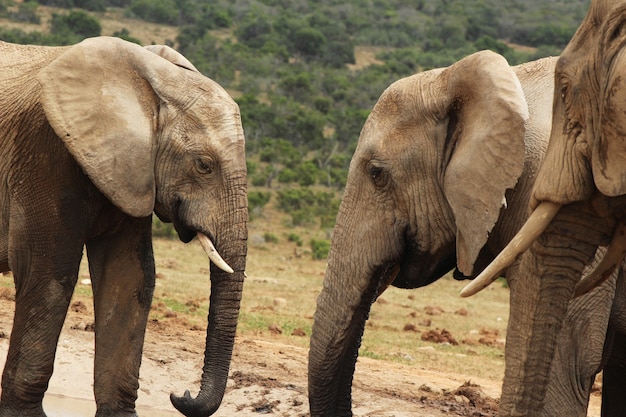 Kostenloses Foto gruppe von elefanten, die in der nähe einer wasserpfütze mitten im dschungel herumspielen